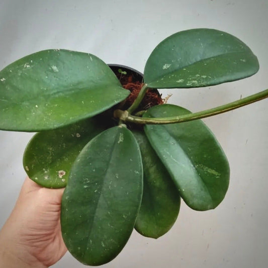 hoya diversifolia for sale, hoya diversifolia buy online, hoya diversifolia price, hoya diversifolia shop