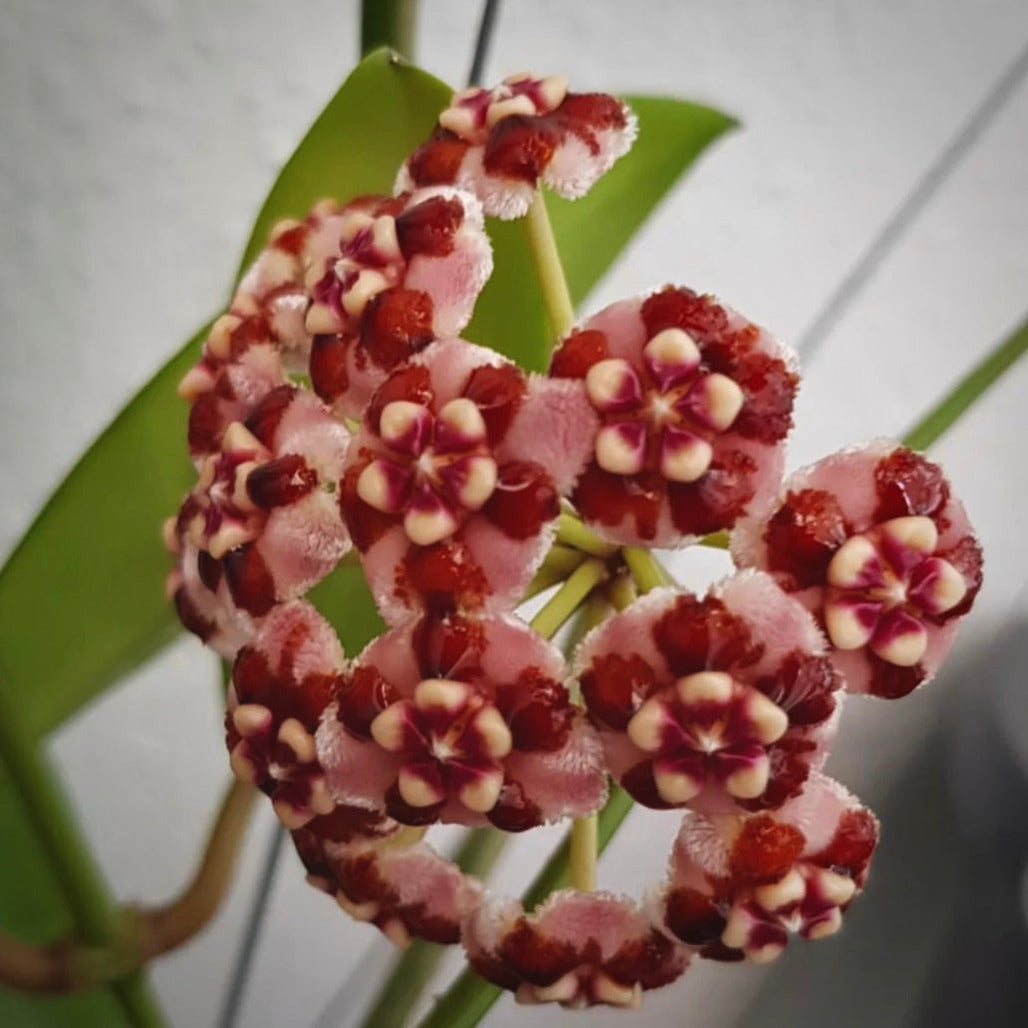 hoya diversifolia for sale, hoya diversifolia buy online, hoya diversifolia price, hoya diversifolia shop