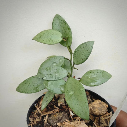 hoya lacunosa silver for sale, hoya lacunosa silver buy online, hoya lacunosa silver price, hoya lacunosa silver shop