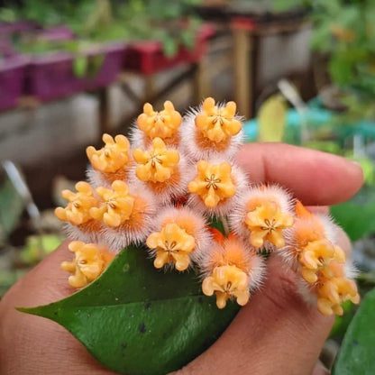 hoya lasiantha for sale, hoya lasiantha buy online, hoya lasiantha price, hoya lasiantha shop