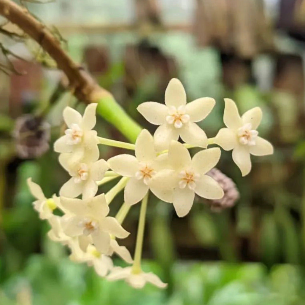 hoya macrophylla red for sale, hoya macrophylla red buy online, hoya macrophylla red price, hoya macrophylla red shop