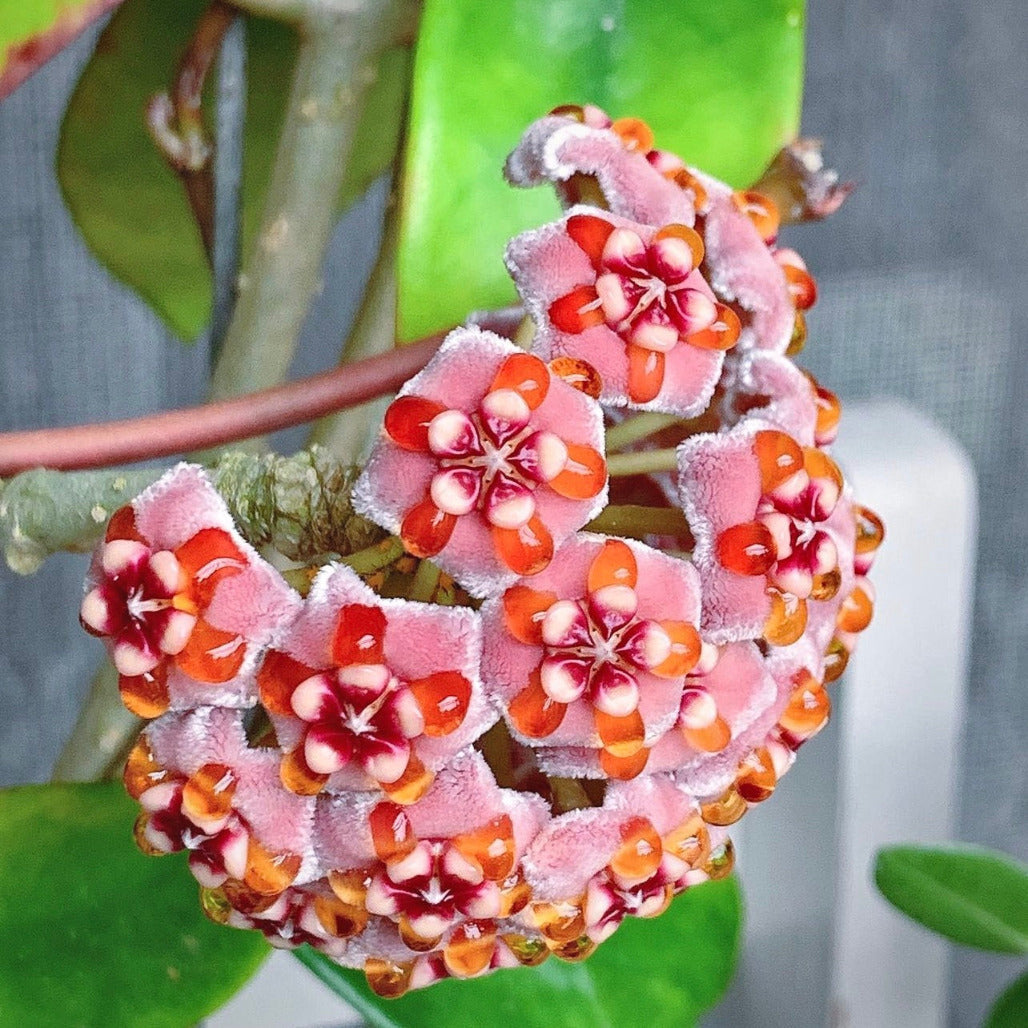 hoya meliflua for sale, hoya meliflua buy online, hoya meliflua price, hoya meliflua shop