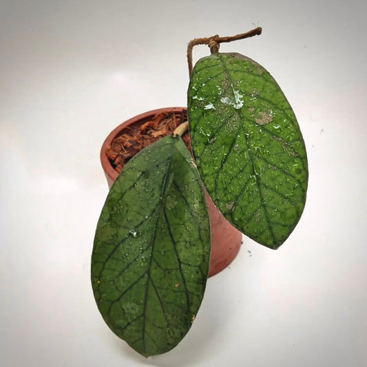 hoya meredithii for sale, hoya meredithii buy online, hoya meredithii price, hoya meredithii shop