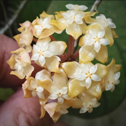 hoya meredithii for sale, hoya meredithii buy online, hoya meredithii price, hoya meredithii shop