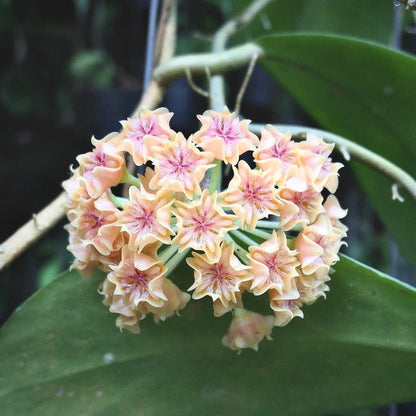 hoya mindorensis for sale, hoya mindorensis buy online, hoya mindorensis price, hoya mindorensis shop