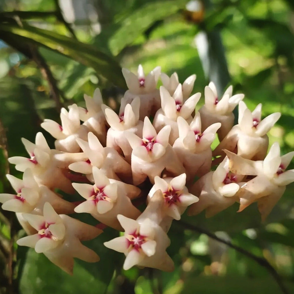 hoya mitrata for sale, hoya mitrata buy online, hoya mitrata price, hoya mitrata shop