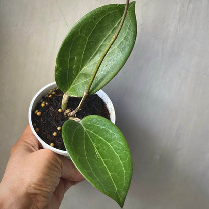 hoya nicholsoniae for sale, hoya nicholsoniae buy online, hoya nicholsoniae price, hoya nicholsoniae shop