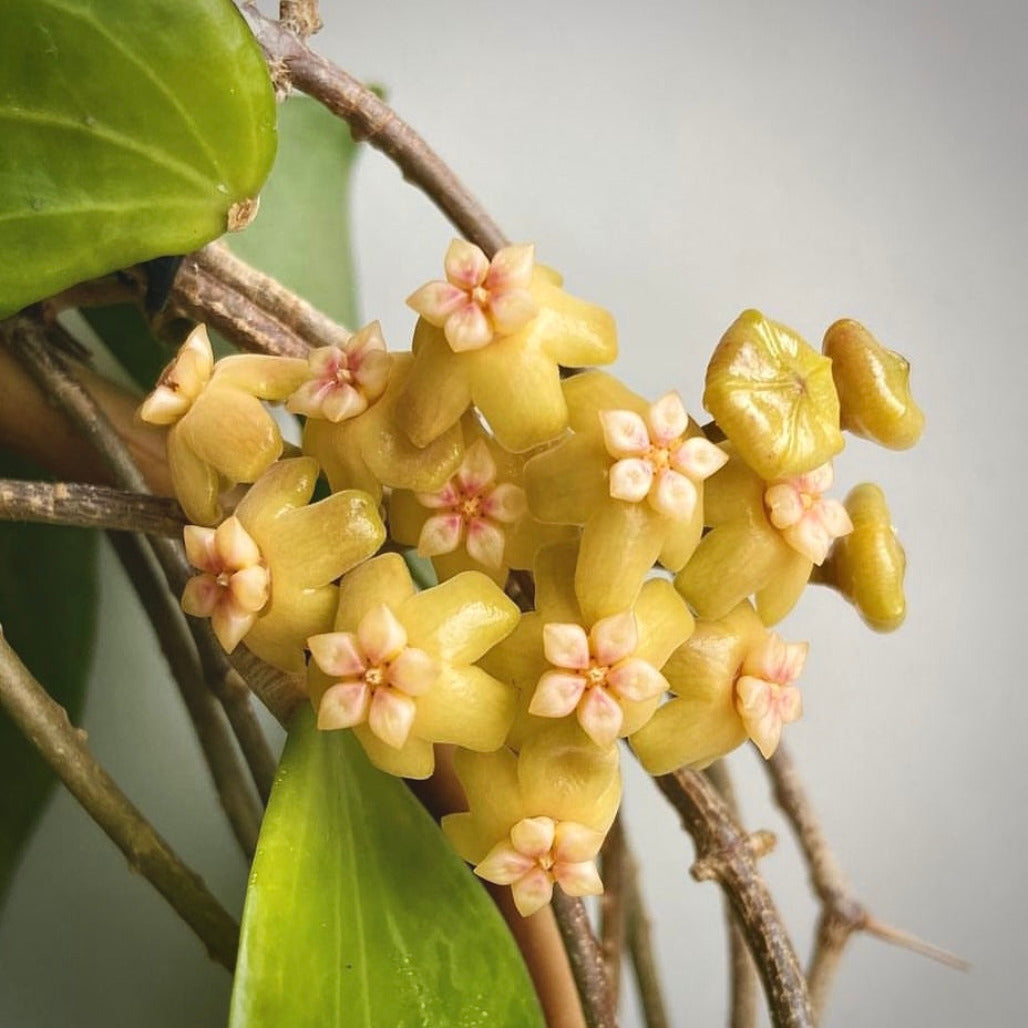 hoya nicholsoniae for sale, hoya nicholsoniae buy online, hoya nicholsoniae price, hoya nicholsoniae shop