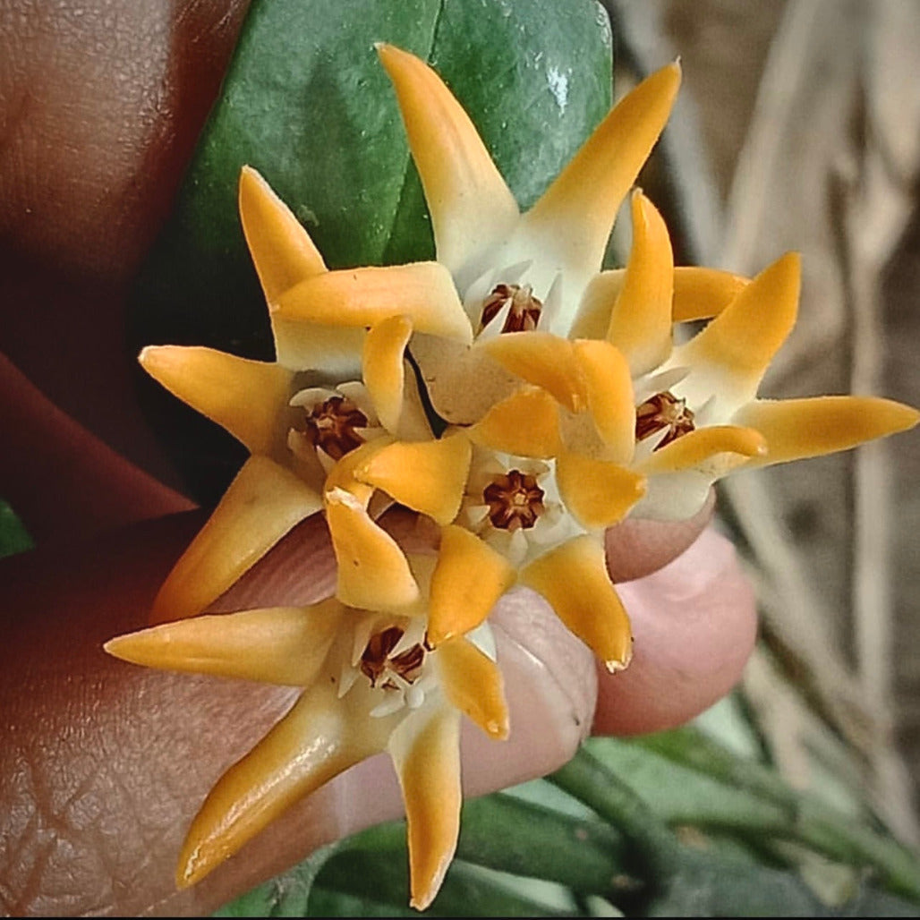 hoya occultata for sale, hoya occultata buy online, hoya occultata price, hoya occultata shop