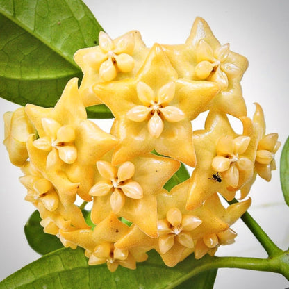 hoya phyllura for sale, hoya phyllura buy online, hoya phyllura price, hoya phyllura shop