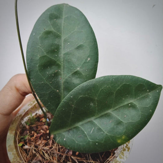 hoya piestolepis for sale, hoya piestolepis buy online, hoya piestolepis price, hoya piestolepis shop