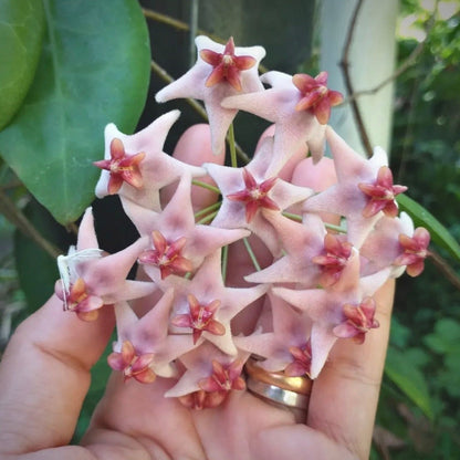 hoya piestolepis for sale, hoya piestolepis buy online, hoya piestolepis price, hoya piestolepis shop