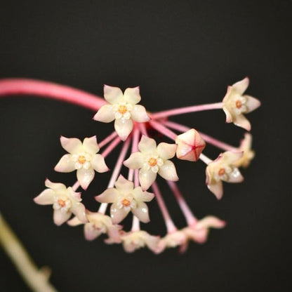 hoya pot of gold for sale, hoya  pot of gold buy online, hoya  pot of gold price, hoya  pot of gold shop