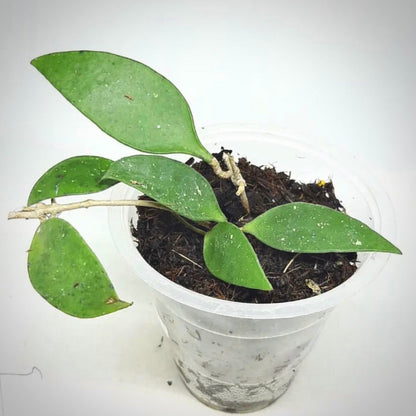 hoya pubicalyx for sale, hoya  pubicalyx  buy online, hoya  pubicalyx  price, hoya pubicalyx shop