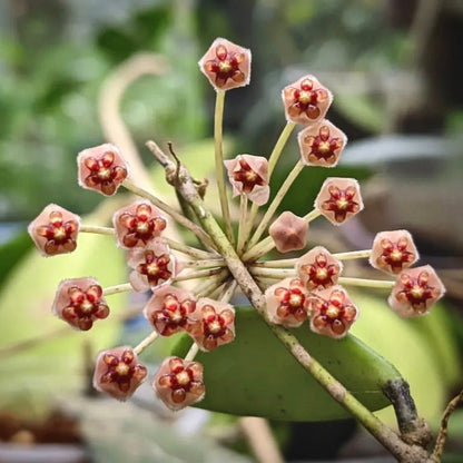 hoya pubicalyx for sale, hoya  pubicalyx  buy online, hoya  pubicalyx  price, hoya pubicalyx shop