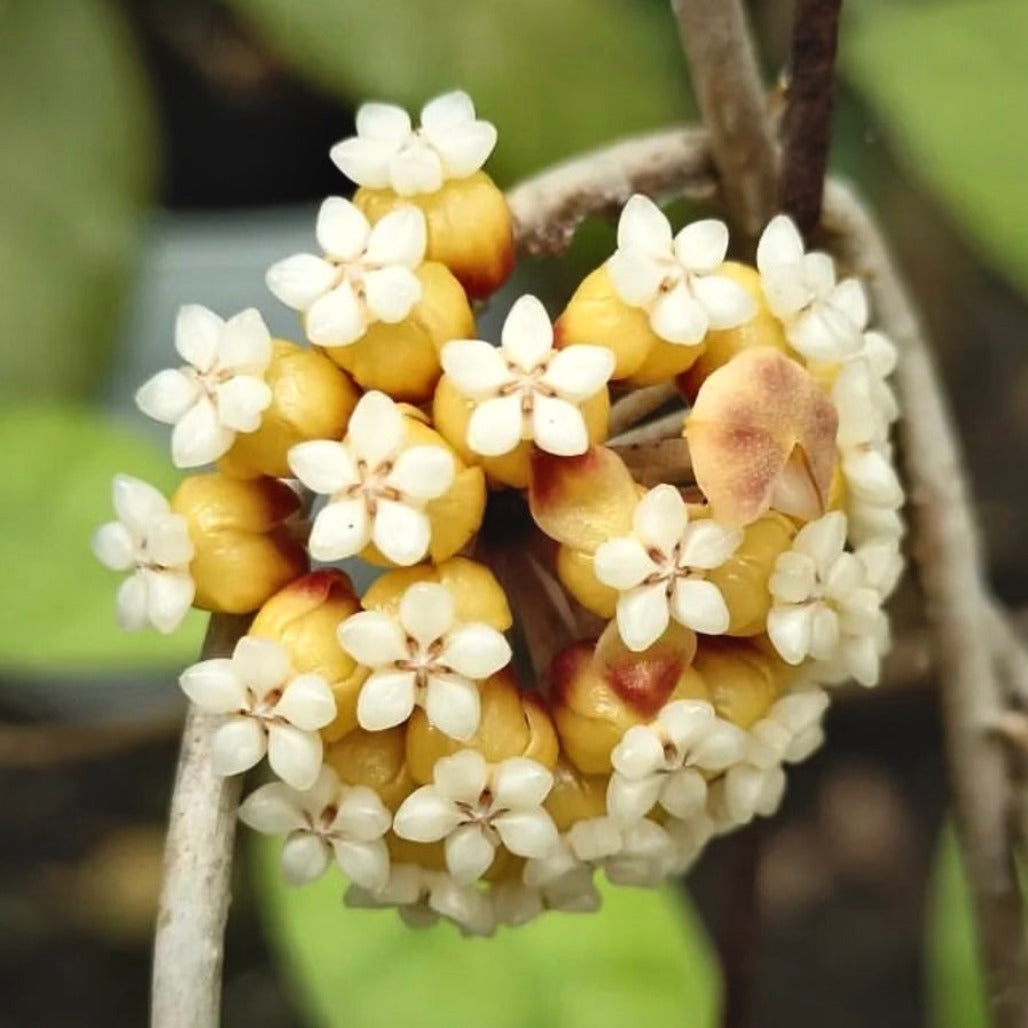 hoya ranauensis for sale, hoya ranauensis buy online, hoya ranauensis price, hoya ranauensis shop