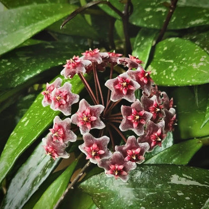 hoya revoluta for sale, hoya revoluta buy online, hoya revoluta price, hoya revoluta shop