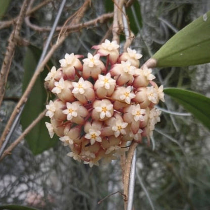 hoya rigidifolia for sale, hoya rigidifolia buy online, hoya rigidifolia price, hoya rigidifolia shop