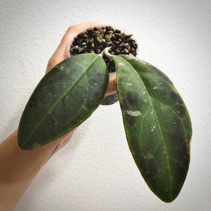 hoya rintzii borneo for sale, hoya rintzii borneo buy online, hoya rintzii borneo price, hoya rintzii borneo shop