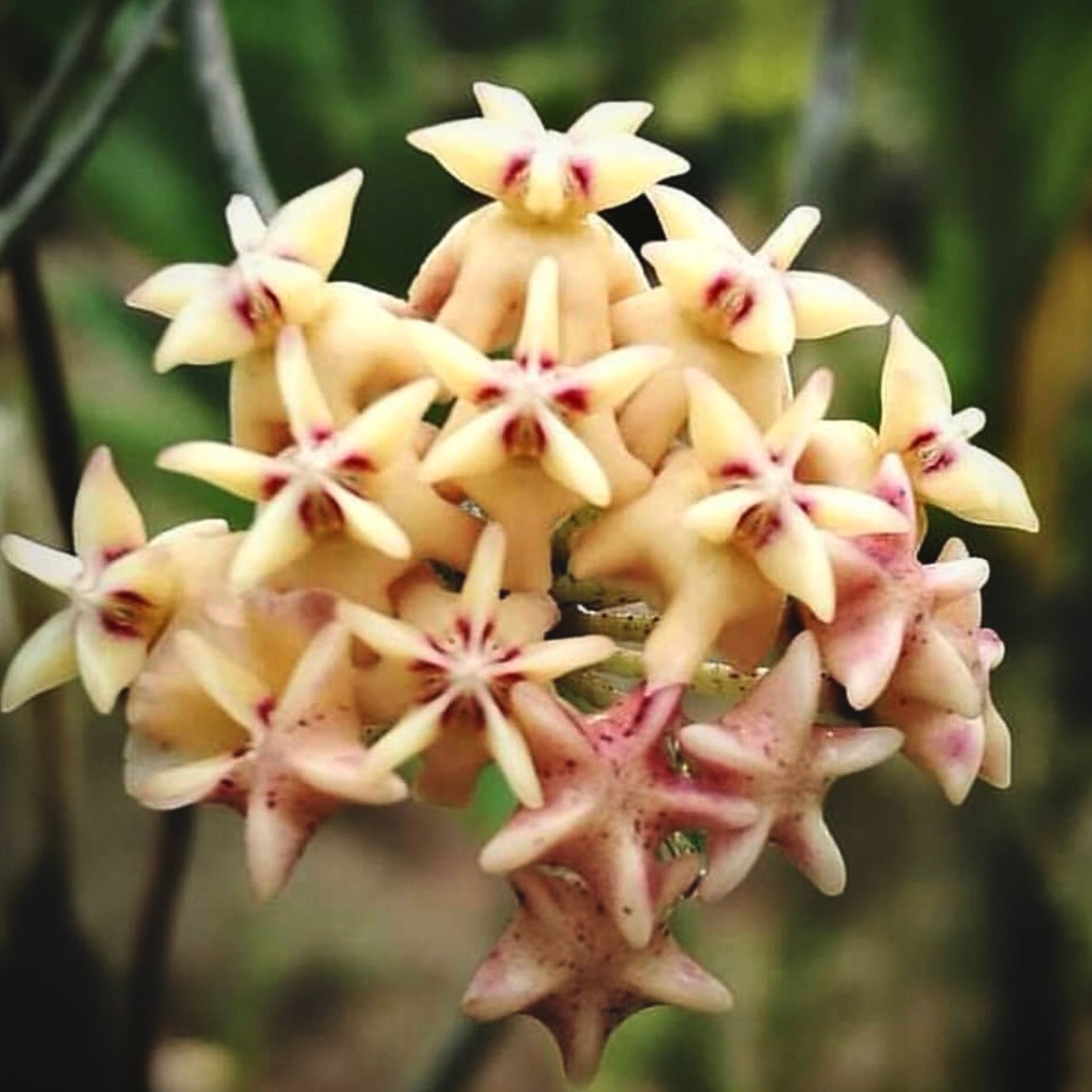 hoya rintzii borneo for sale, hoya rintzii borneo buy online, hoya rintzii borneo price, hoya rintzii borneo shop