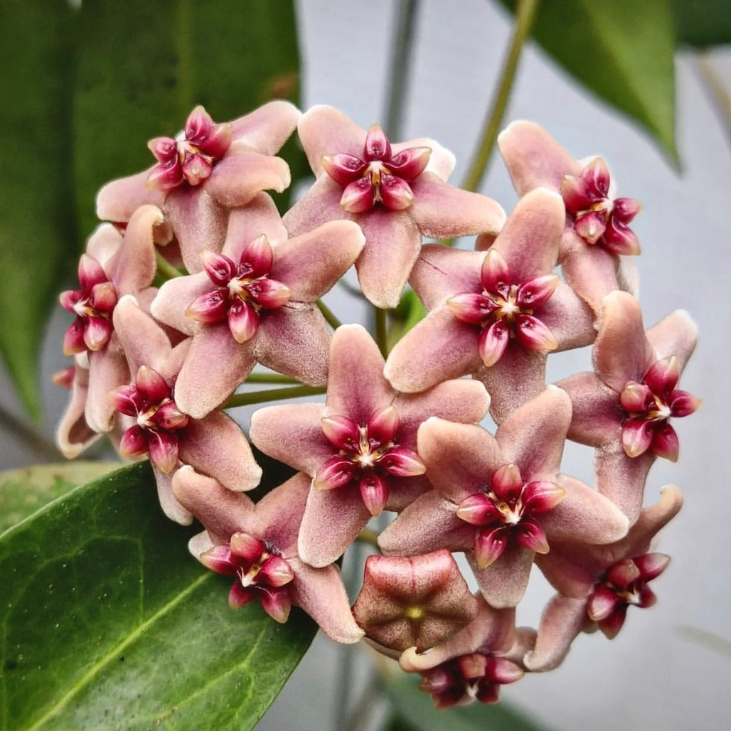 Hoya rubida hotsell IML 1711, Well Established with New Growth 2