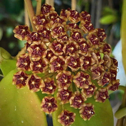 hoya rundumensis for sale, hoya rundumensis buy online, hoya rundumensis price, hoya rundumensis shop