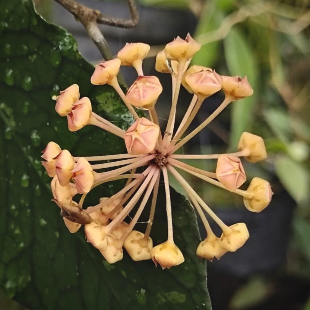 hoya sp aceh for sale, hoya sp aceh buy online, hoya sp aceh price, hoya sp aceh shop