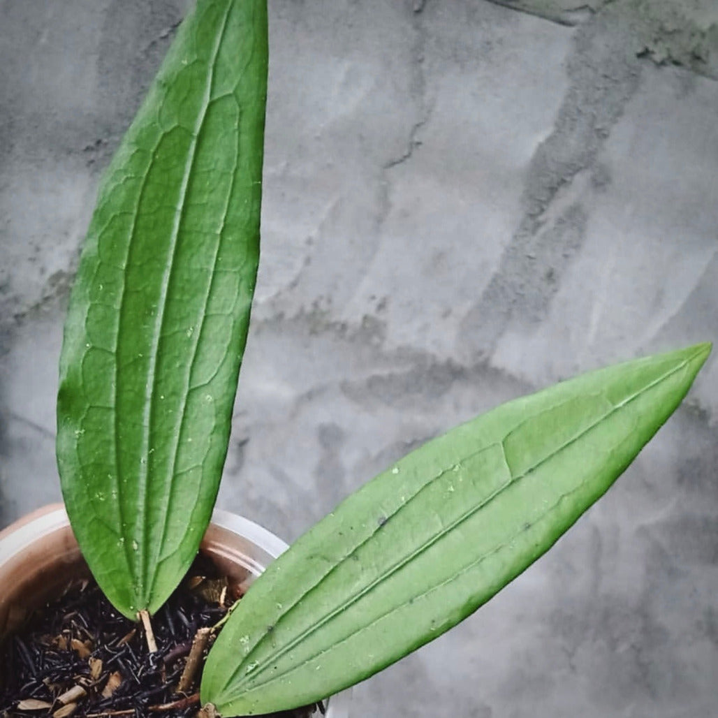 hoya sp bengkulu for sale, hoya sp bengkulu buy online, hoya sp bengkulu price, hoya sp bengkulu shop