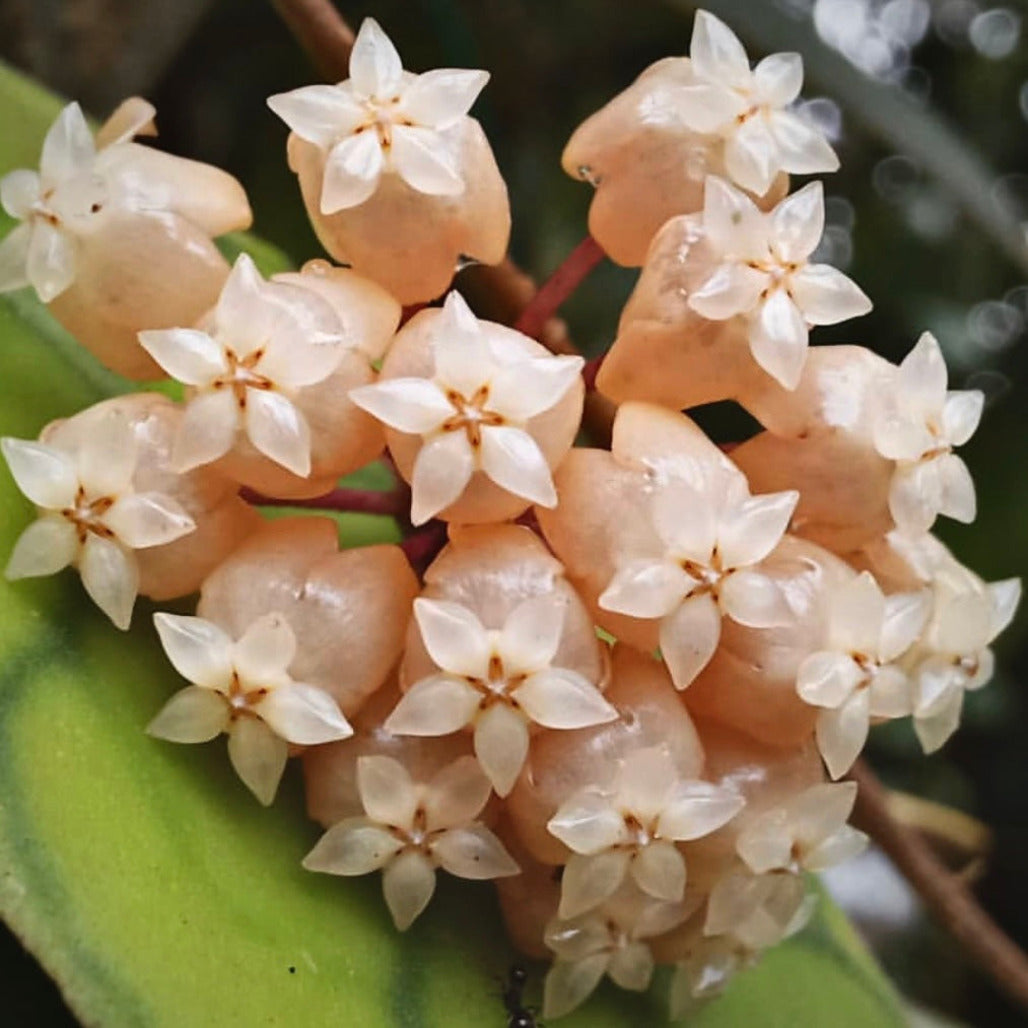 hoya sp bengkulu for sale, hoya sp bengkulu buy online, hoya sp bengkulu price, hoya sp bengkulu shop