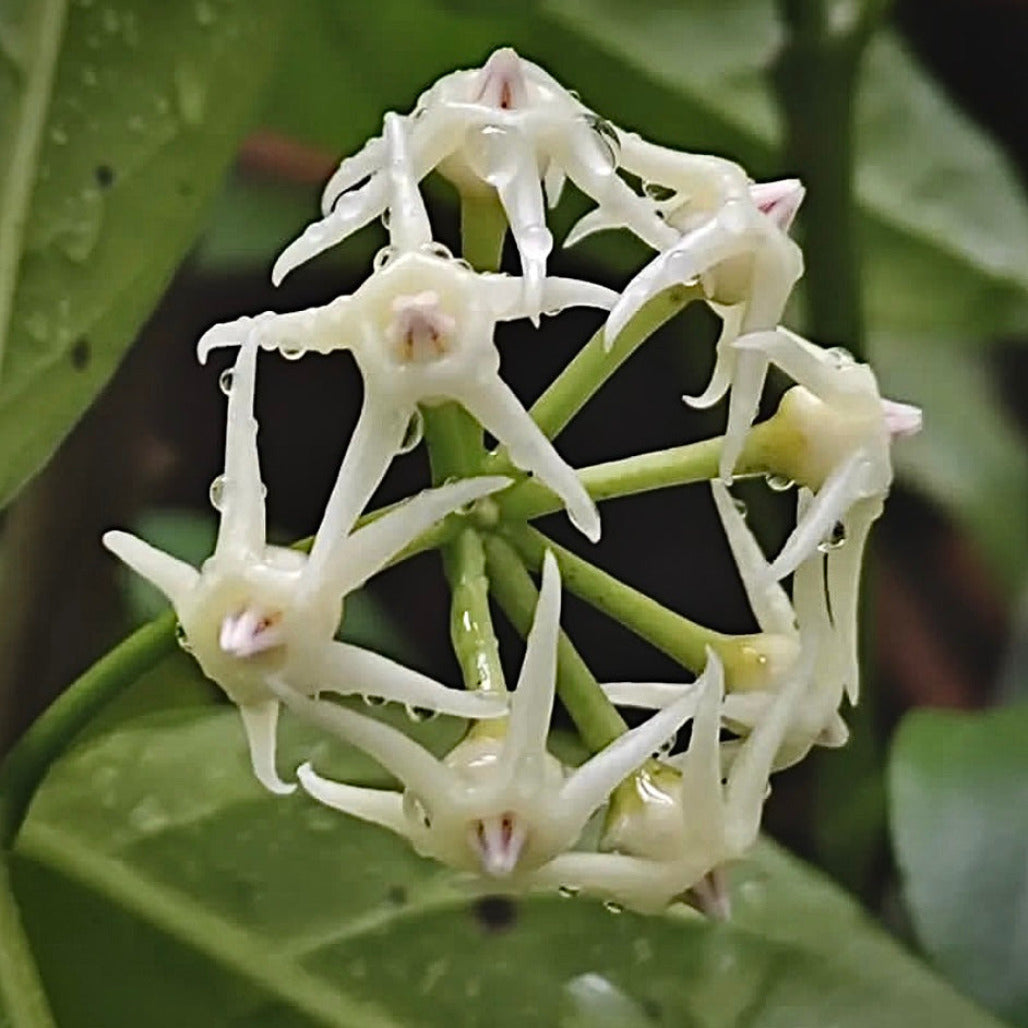 hoya solokensis for sale, hoya solokensis buy online, hoya solokensis price, hoya solokensis shop