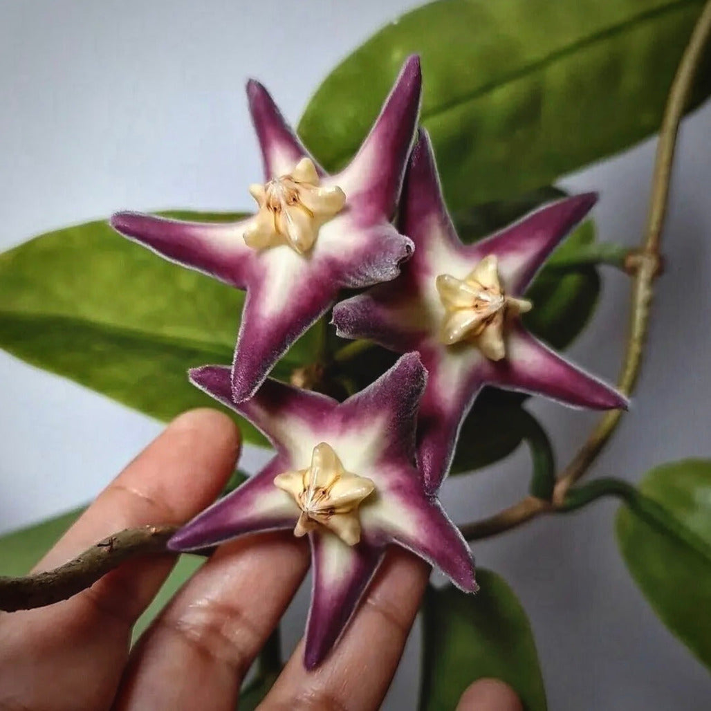 hoya stenakei papua for sale, hoya stenakei papua buy online, hoya stenakei papua price, hoya stenakei papua shop