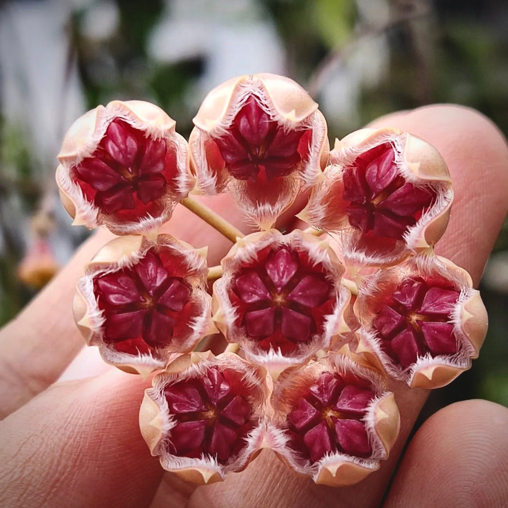 hoya sulawesiana for sale, hoya sulawesiana buy online, hoya sulawesiana price, hoya sulawesiana shop