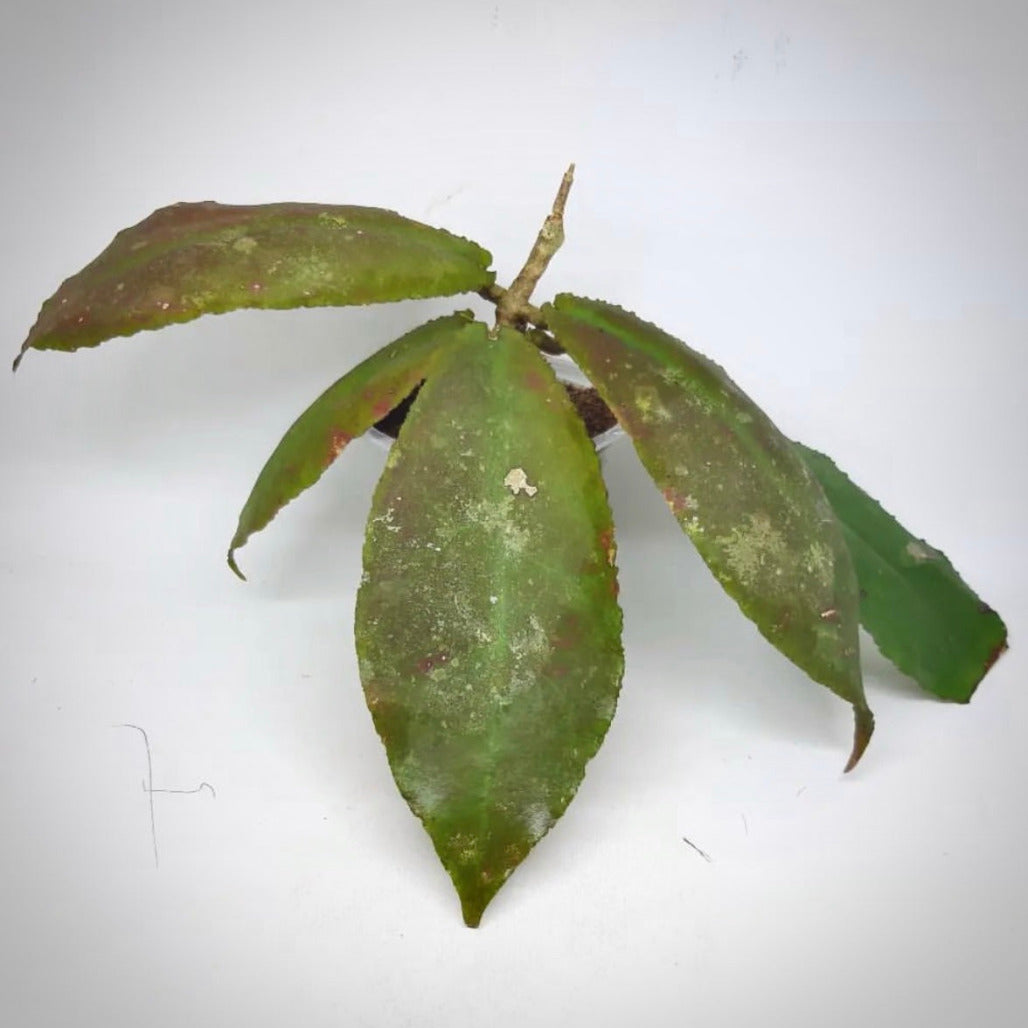 hoya undulata for sale, hoya undulata buy online, hoya undulata price, hoya undulata shop