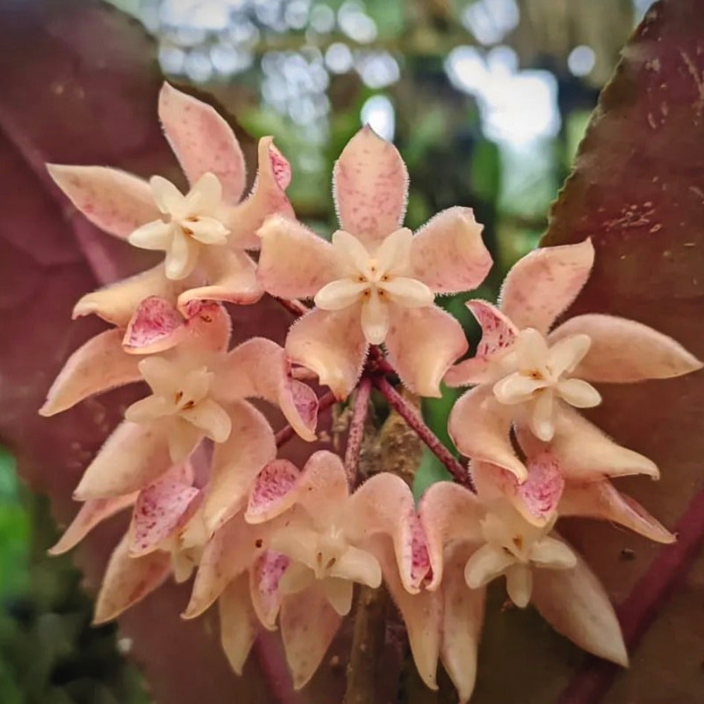 hoya undulata for sale, hoya undulata buy online, hoya undulata price, hoya undulata shop