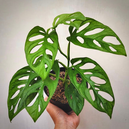 monstera acuminata for sale, monstera acuminata buy online, monstera acuminata price, monstera acuminata shop