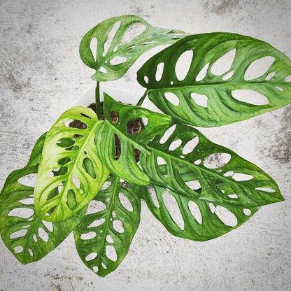 monstera acuminata for sale, monstera acuminata buy online, monstera acuminata price, monstera acuminata shop