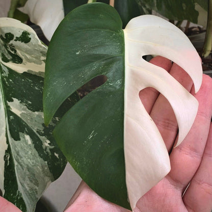 monstera albo halfmoon variegata for sale, monstera albo halfmoon variegata buy online, monstera albo halfmoon variegata price, monstera albo halfmoon variegata shop