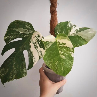 monstera albo variegata for sale, monstera albo variegata buy online, monstera albo variegata price, monstera albo variegata shop