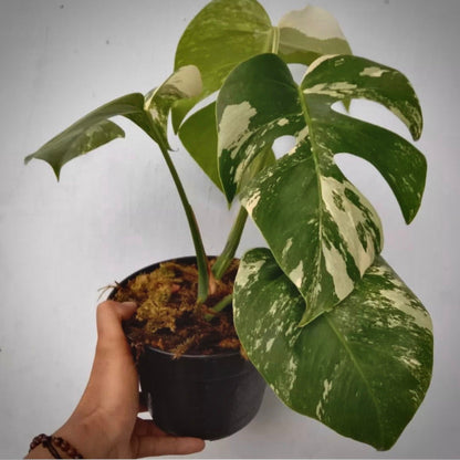 monstera albo variegata for sale, monstera albo variegata buy online, monstera albo variegata price, monstera albo variegata shop