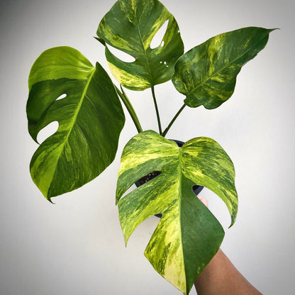 monstera aurea marmorata for sale, monstera aurea marmorata buy online, monstera aurea marmorata price, monstera aurea marmorata shop