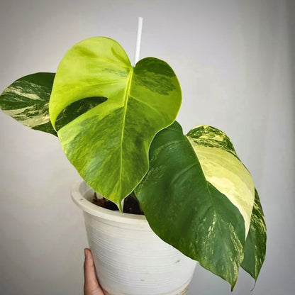 monstera aurea marmorata for sale, monstera aurea marmorata buy online, monstera aurea marmorata price, monstera aurea marmorata shop