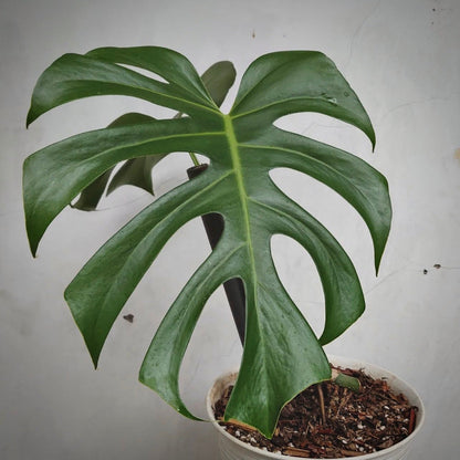 monstera brazilian common form for sale, monstera brazilian common form buy online, monstera brazilian common form price, monstera brazilian common form shop