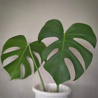 monstera brazilian common form for sale, monstera brazilian common form buy online, monstera brazilian common form price, monstera brazilian common form shop