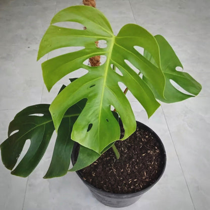 monstera deliciosa king for sale, monstera deliciosa king buy online, monstera deliciosa king price, monstera deliciosa king shop