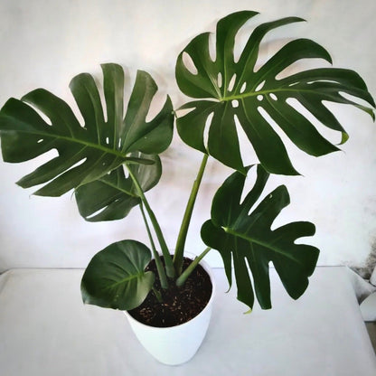 monstera deliciosa king for sale, monstera deliciosa king buy online, monstera deliciosa king price, monstera deliciosa king shop