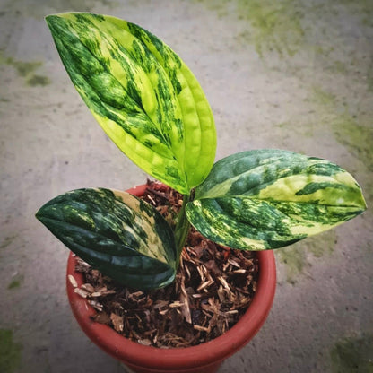 monstera karstenianum variegated for sale, monstera karstenianum variegated buy online, monstera karstenianum variegated price, monstera karstenianum variegated shop