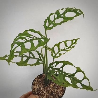 monstera obliqua peru for sale, monstera obliqua peru  buy online, monstera obliqua peru price, monstera obliqua peru shop