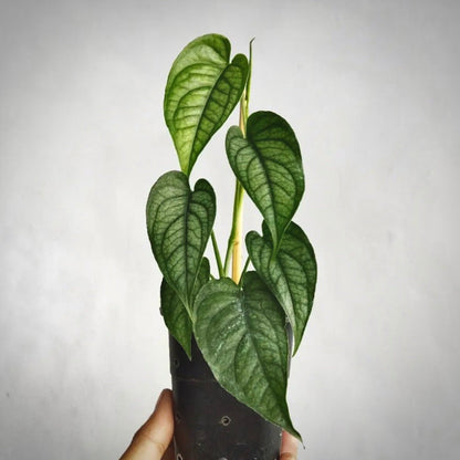 monstera siltepecana for sale, monstera siltepecana buy online, monstera siltepecana price, monstera siltepecana shop