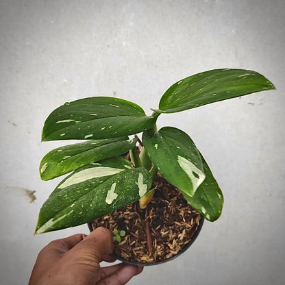 monstera standleyana albo variegata for sale, monstera standleyana albo variegata buy online, monstera standleyana albo variegata price, monstera standleyana albo variegata shop