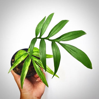 monstera subpinnata for sale, monstera subpinnata buy online, monstera subpinnata price, monstera subpinnata shop